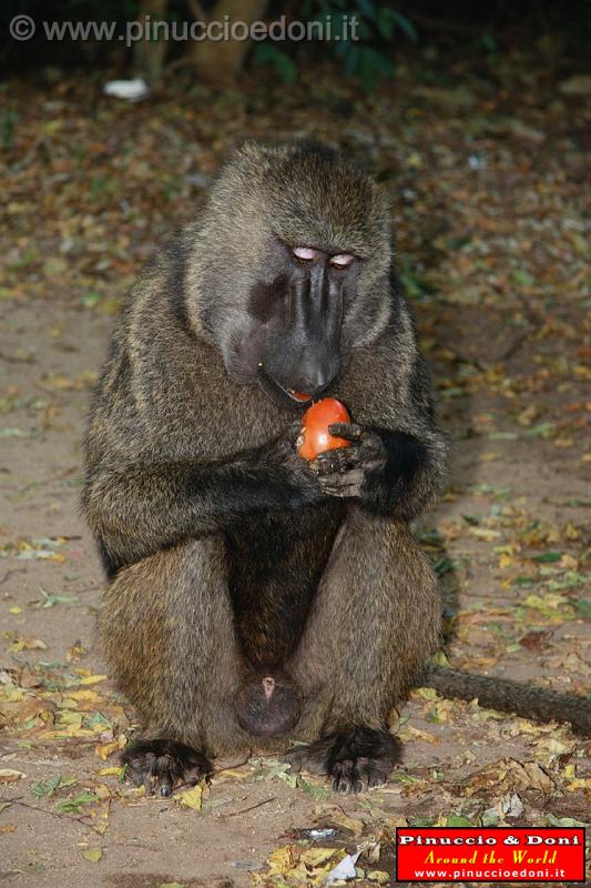 Ethiopia - Mago National Park - Baboons - 08.jpg